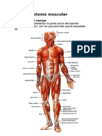 El Sistema Muscular