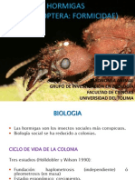 Clase Taxonomía Animal - Hormigas