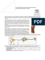 Apuntes de Neuroanatomia