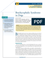 Brachycephalic Syndrome in Dogs