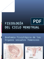 Ciclo Menstrual