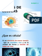 Clases de Células Bloque 5,2