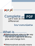 Metamorphosis PowerPoint