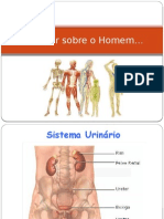 Sistema - Urinário e Reprodutor