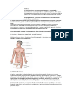 O Sistema Endócrino e Os Chakras