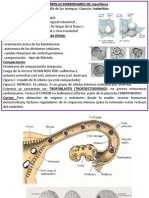 Introducción Embriología Cardiovascular