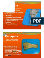 Anatomia Óssea Equinos e Ruminantes