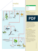 Kingdom Animalia: Classification