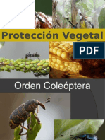 3.orden Coleoptera 2015