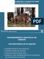 Mejoramiento Genetico y Calidad de Carne Cerdos