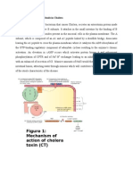 Mechanism of Action of Cholera Toxin (CT)