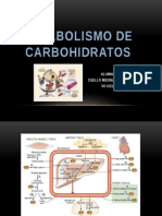 Metabolismo Bioquimico