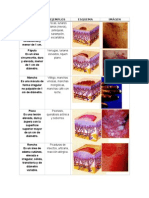 Lesiones en Dermatología