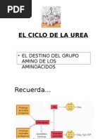 UR Ciclo de La Urea