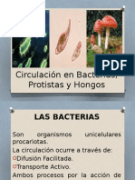 73059127-2 Circulacion en Bacterias Protistas y Hongos