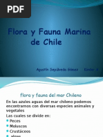 Flora y Fauna Marina