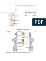 Trabajo de Glandulas Endocrinas.