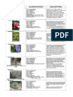 Plant Classification Description: Pachystachys Lutea Nees