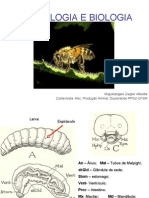 Morfologia Abelha