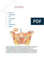 Aparato Reproductor Femenino