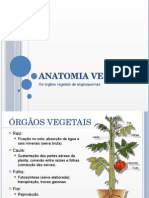 Anatomia Vegetal