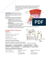 Funciones Del Riñón