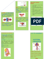 Triptico Sistema Urinario