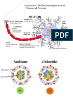 Neuron Communication Lecture