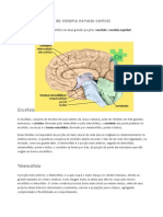 Divisões Principais Do Sistema Nervoso Central