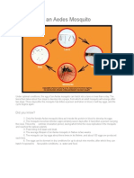 Life Cycle of An Aedes Mosquito