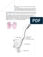 Recorrido Nervio Mediano