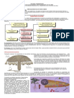 Circulacion en Los Seres Vivos