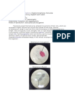 Protozoan Species Info