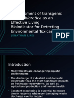 Development of Transgenic Elysia Chlorotica