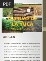 Cultivo de La Yuca