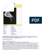 Giardia Lamblia 2