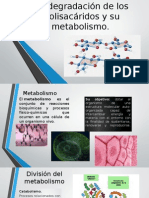 Metabolismo y La Degradación de Los Polisacáridos