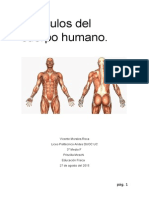 Músculos Del Cuerpo Humano Informe