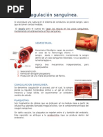 Coagulación Sanguínea