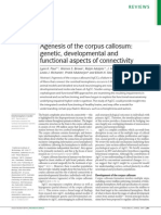 Agenesis of The Corpus Callosum - Genetic, Developmental and Functional Aspects of Connectivity