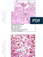 Practica de Histologia Edit