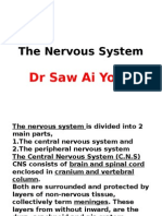 The Nervous System (BDS)