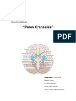 Informe Pares Craneales - Grupo 5