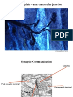 CH 3b Synaptic Transmission