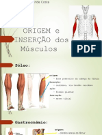 Origem e Inserção Dos Músculos