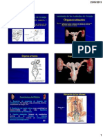 Anatomia Renal 