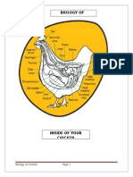 Chicken Anatomy and Physiology 