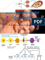 Bases Genéticas Del Desarrollo