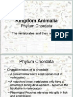 Kingdom Animalia Phylum Chordata-2