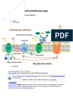 File:Thylakoid Membrane - PNG: From Wikipedia, The Free Encyclopedia